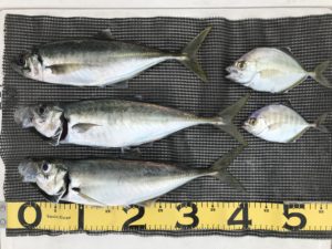 沼津港沖で良形のアジ