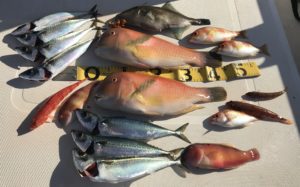 真鯛はどこに～～～～～！イラとの遭遇。