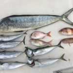 オキアミで大型シイラが!!!