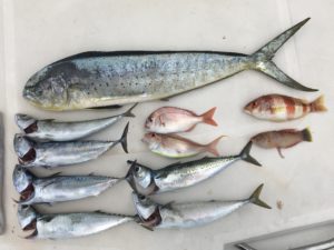 オキアミで大型シイラが！！！