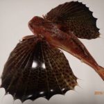 見たことのない魚が~~~!