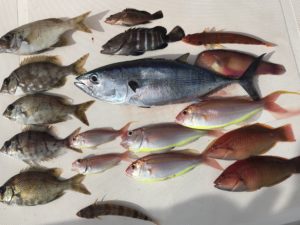 こだわりハリスで、メジマグロをゲット！