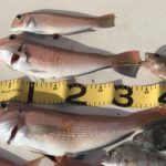 アマダイのシーズン到来！！！