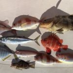 12月アマダイ狙い!