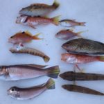 新年 初釣りは・・・