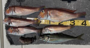 夏なのにアマダイ！