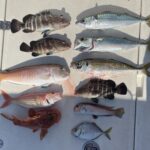 シラカワ(シロアマダイ)ゲット!