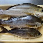 今が旬　イサキ　ゲット！7月13日