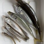 キス釣り  5月21日