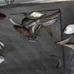 海の日 キス釣り 7月17日