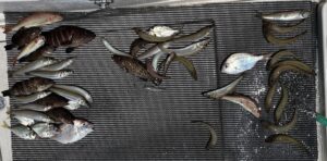 海の日　キス釣り　7月17日