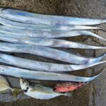 太刀魚釣り 12月28日