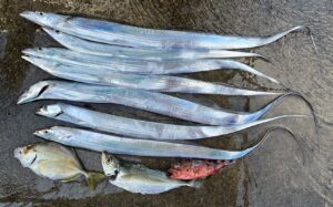 太刀魚釣り　12月28日