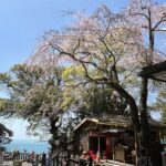久能山東照宮 しだれ桜 2024年4月1日
