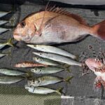 乗っ込み真鯛！　2024年4月2日