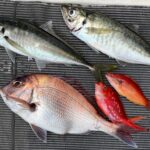 乗っ込み真鯛と真アジ　2024年4月21日