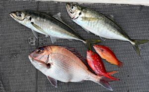 乗っ込み真鯛と真アジ　2024年4月21日