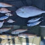9月9日　シロアマダイ・根魚狙いてヒット！