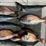 真夏の海 コマセ釣り 2025年8月18日