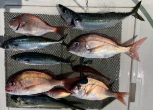 真夏の海　コマセ釣り　2025年8月18日